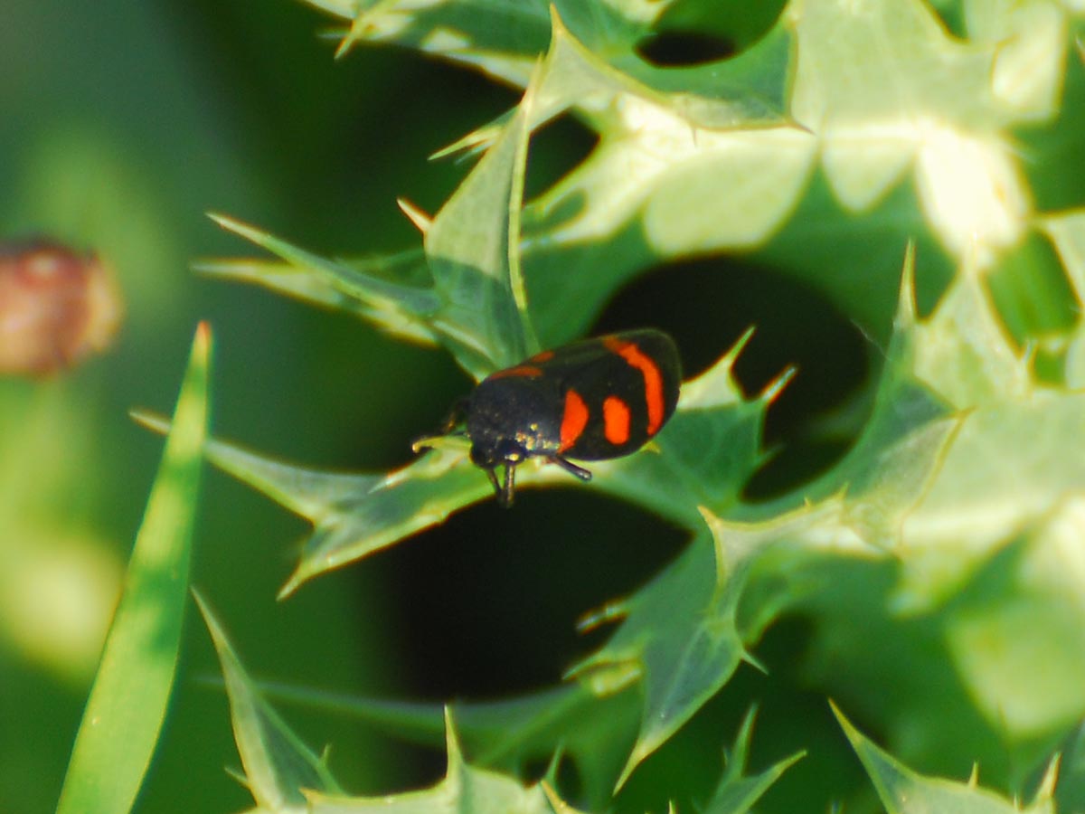 Cercopis sanguinolenta